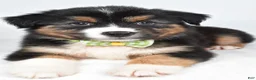 Miniature Australian Shepherd dogs for sale: Stan - Ad 9