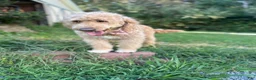 Goldendoodle dogs for sale: Onyx 🧡 - Ad 10