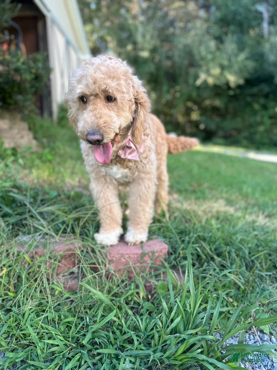 Goldendoodle dogs for sale: Blush 🩷 - Ad 2