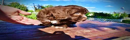 Havapoo dogs for sale: Coco - Ad 19