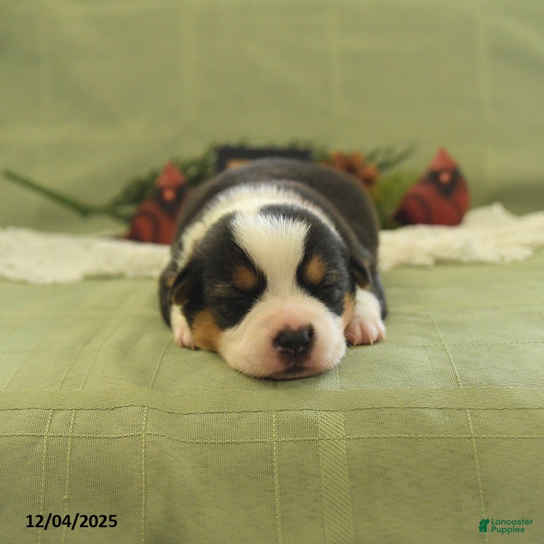 Welsh Corgi Pembroke dogs for sale: Pupcake - Ad 3