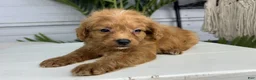 Mini Goldendoodle dogs for sale: Nathan - Ad 3