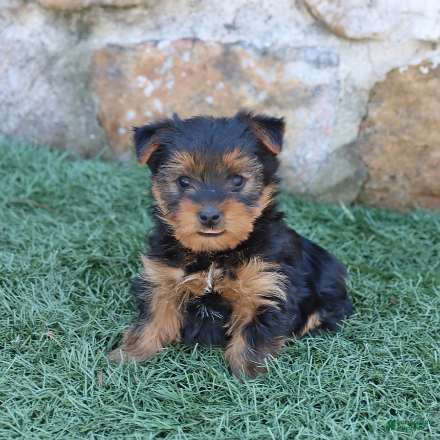 Yorkshire Terrier dogs for sale: Ava  - Ad 2