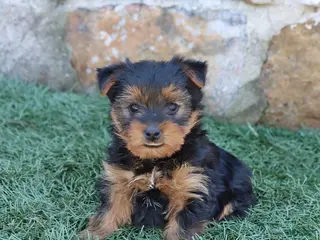 Yorkshire Terrier dogs for sale: Ava - Ad 2