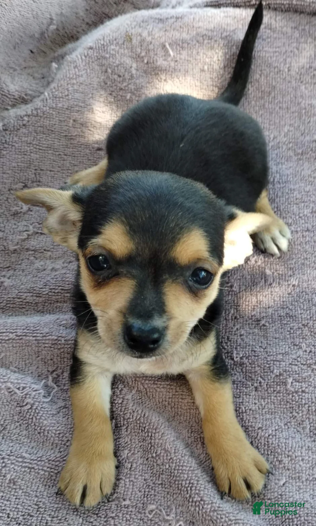 Mixed Breed dogs for sale: Boy - Ad 2