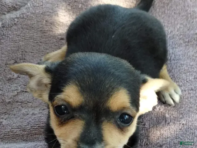 Mixed Breed dogs for sale: Boy - Ad 2
