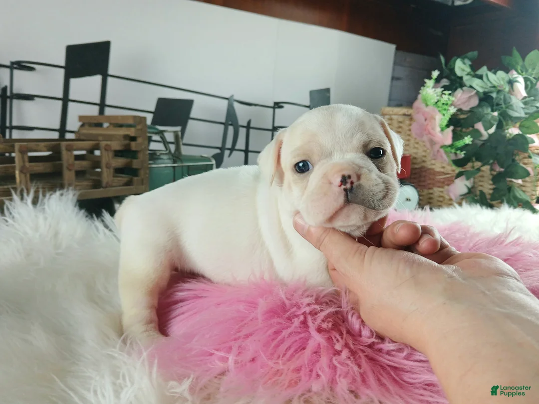 French Bulldog dogs for sale: French Bulldog Pups, NATIONWIDE DELIVERY  - Ad 2