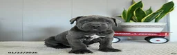 Cane Corso dogs for sale: Harley - Ad 8