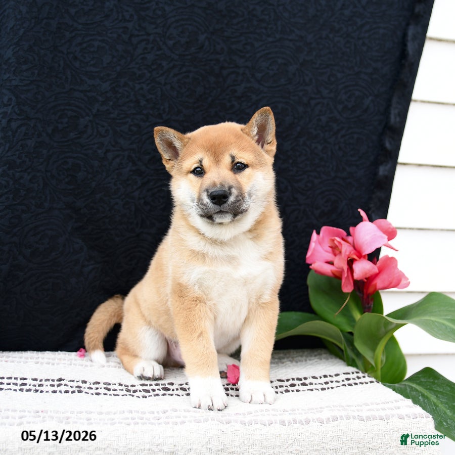 Shiba Inu dogs for sale: Jumper - Ad 3