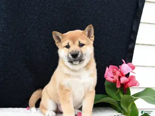 Shiba Inu dogs for sale: Jumper - Ad 3