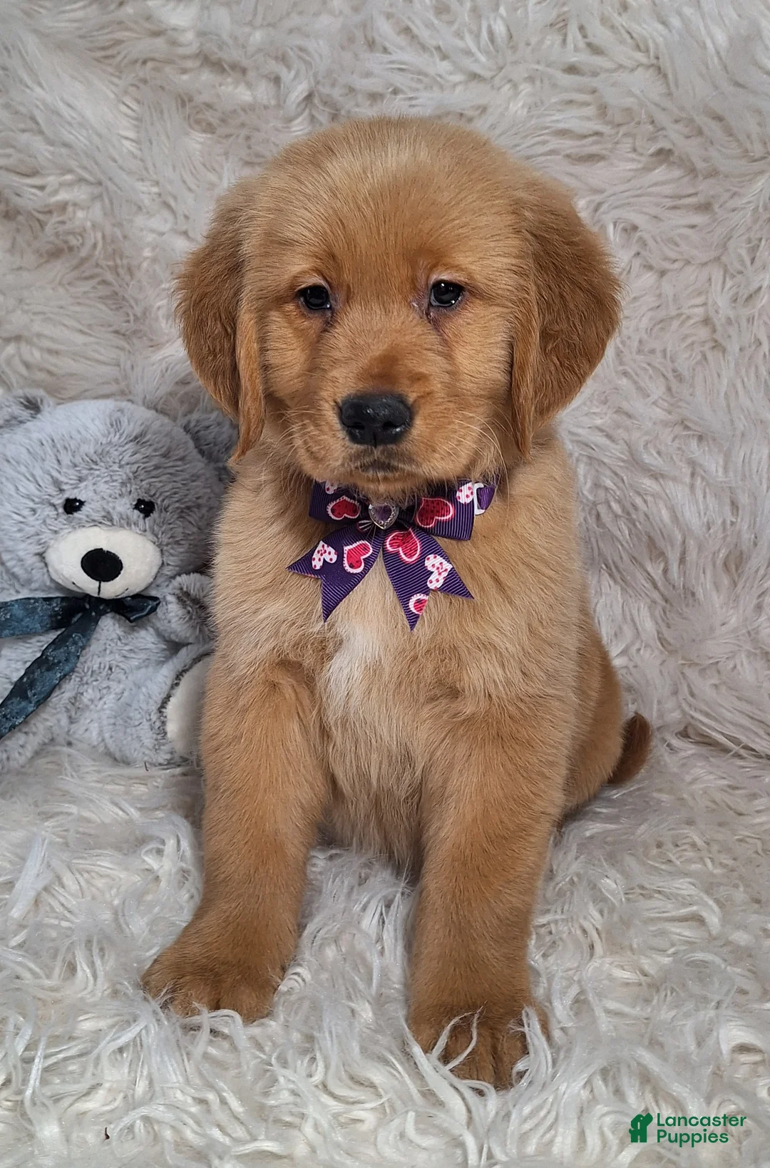 Golden Retriever dogs for sale: Livio - Ad 3