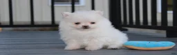 Pomeranian dogs for sale: Mochi - Ad 18