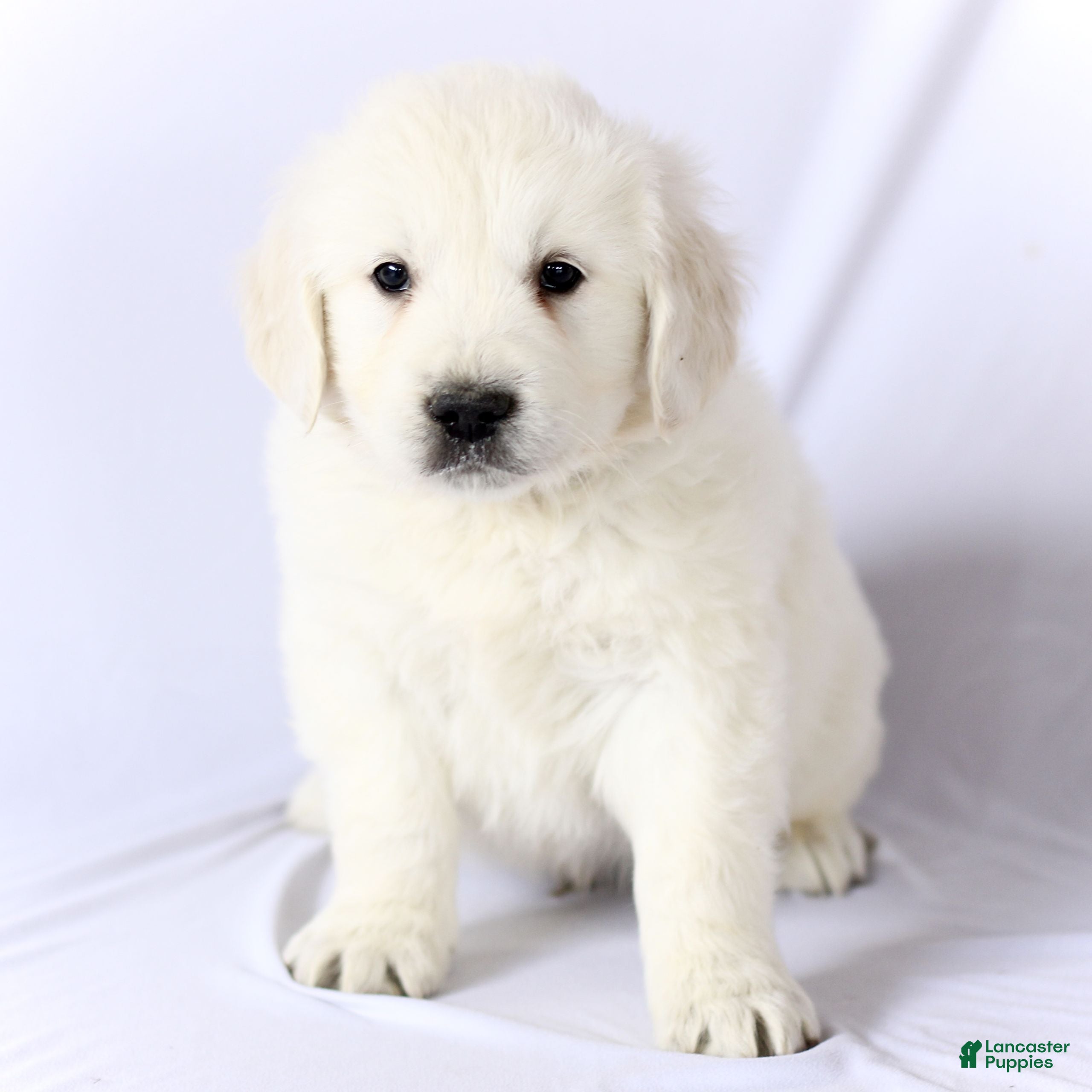 Golden Retriever dogs Sebastian  - Ad 25