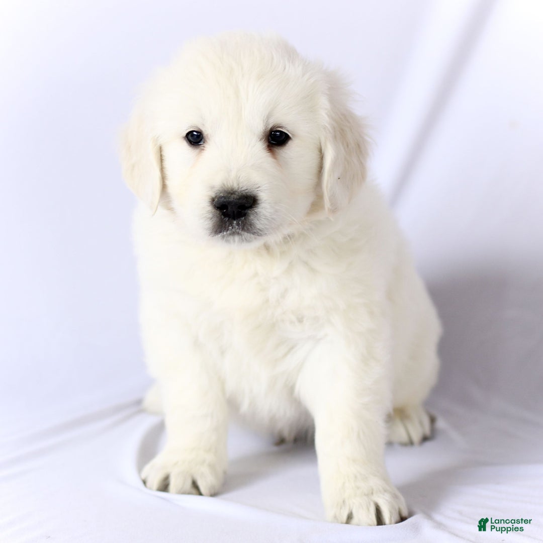 Golden Retriever dogs for sale: Sebastian  - Ad 1