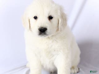 Golden Retriever dogs Sebastian - Ad 30