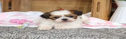 Shih Tzu dogs for sale: Jackie - Ad 4