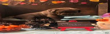 Cane Corso 6