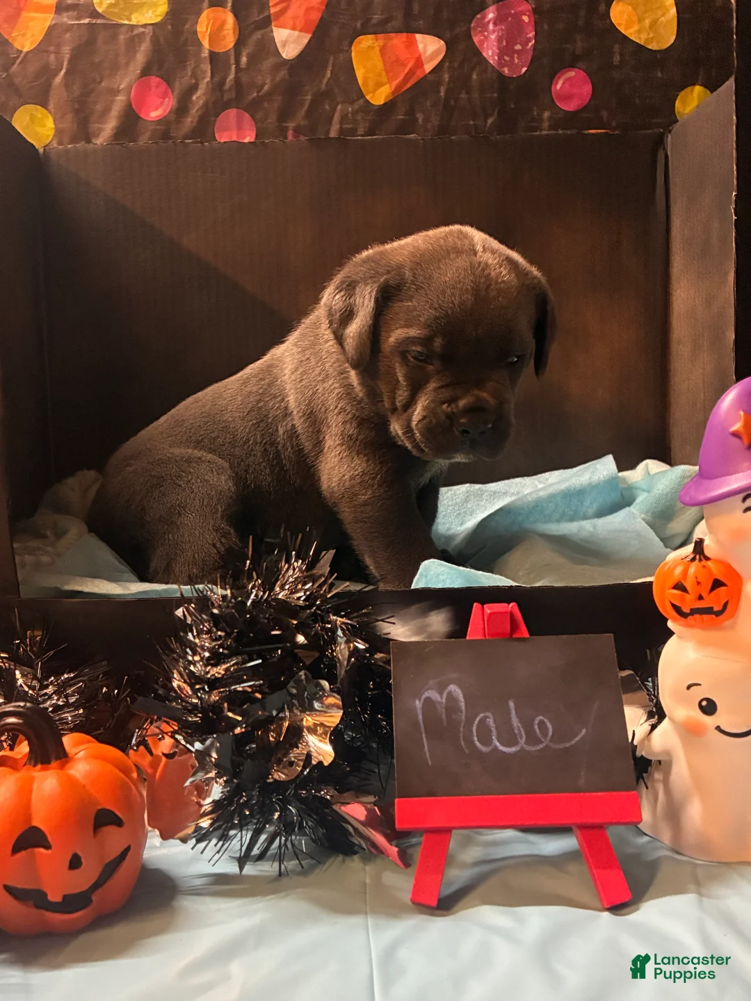 Cane Corso dogs for sale: Cane Corso 6 - Ad 1