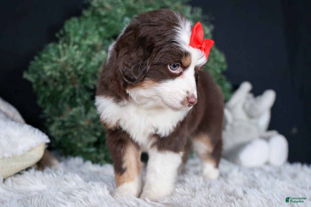 Miniature Australian Shepherd dogs for sale: SALLY - Ad 2