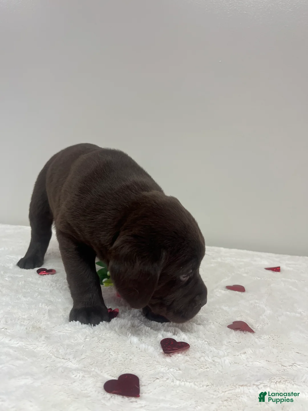 Labrador Retriever dogs for sale: Jax - Ad 4