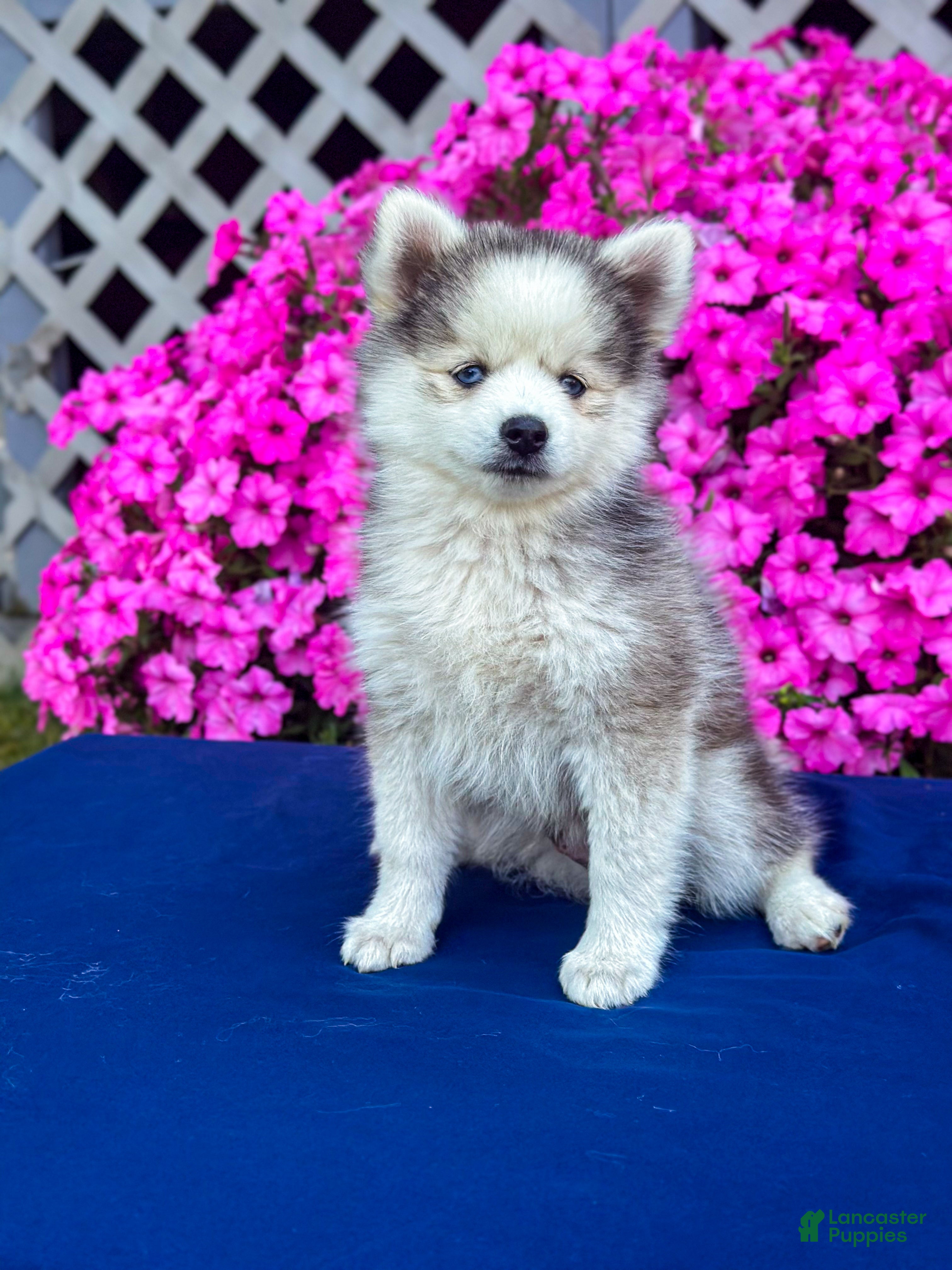 Pomsky dogs Rascal  - Ad 2
