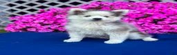 Pomsky dogs for sale: Rascal  - Ad 2