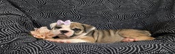 Olde English Bulldogge dogs for sale: Ginger - Ad 3