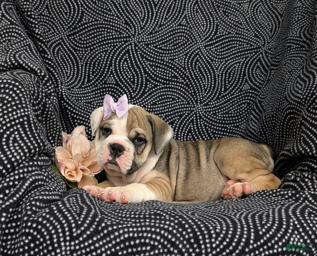 Olde English Bulldogge dogs for sale: Ginger - Ad 3