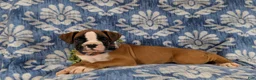 Boxer dogs for sale: Paco - Ad 4