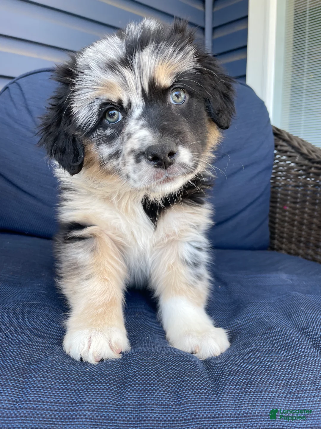 Australian Shepherd dogs for sale: Sheira - Ad 1