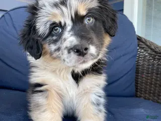 Australian Shepherd dogs Sheira - Ad 1