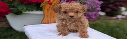 Toy Poodle dogs for sale: Lando - Ad 3