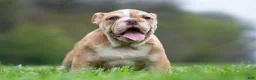 English Bulldog dogs for sale: Jinko - Ad 4