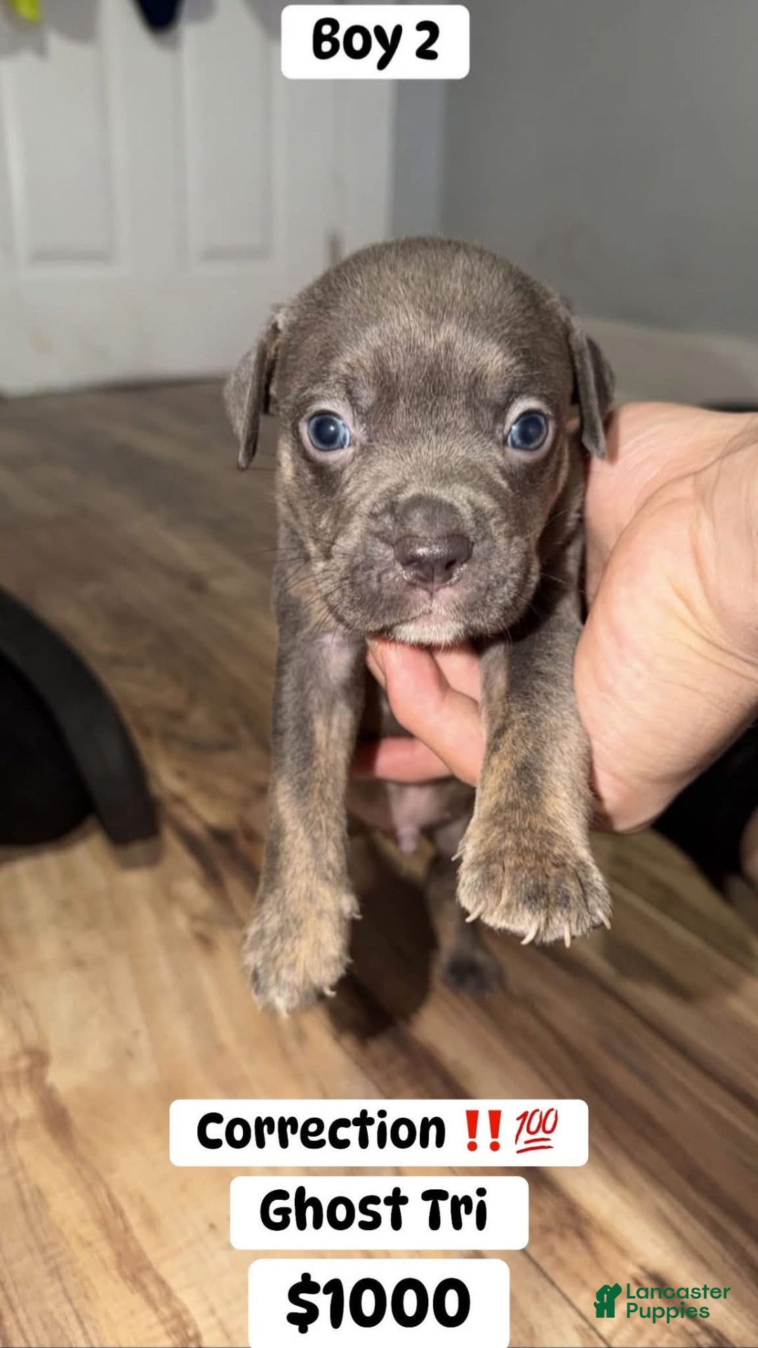 Mixed Breed dogs for sale: Puppy 1 - Ad 2