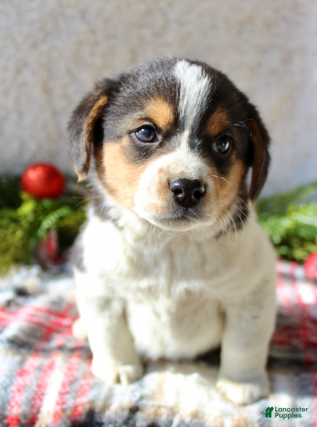 Mixed Breed dogs for sale: Fluffy  - Ad 5