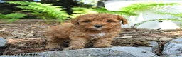 Havapoo dogs for sale: Tulip - Ad 4