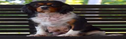 Cavalier King Charles Spaniel dogs for sale: Nova - Ad 4