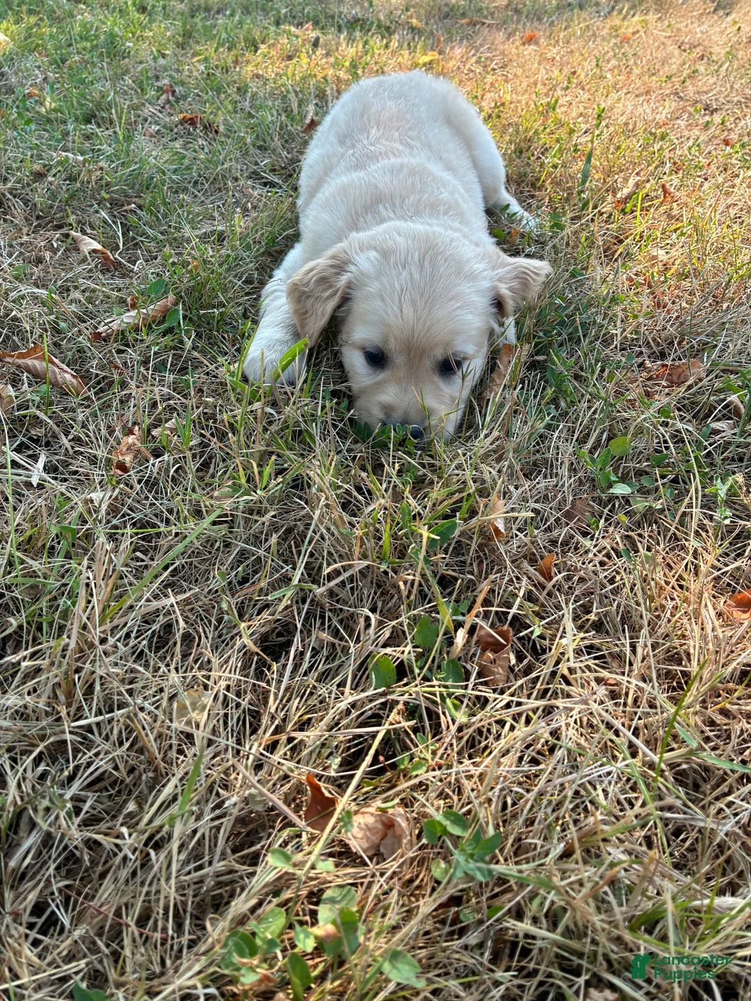 Goldador dogs for sale: Goldador 8 - Ad 1