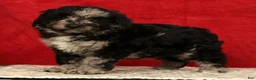 Mini Aussiedoodle dogs for sale: Snickers - Ad 3