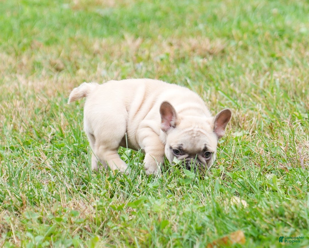French Bulldog dogs for sale: Candice - Ad 4