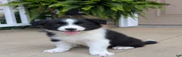 Border Collie dogs for sale: Tally - Ad 6