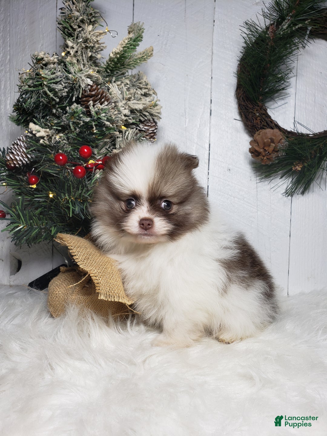 Pomeranian dogs for sale: Ace  - Ad 3