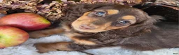 Miniature Dachshund dogs for sale: Poppy - Ad 1