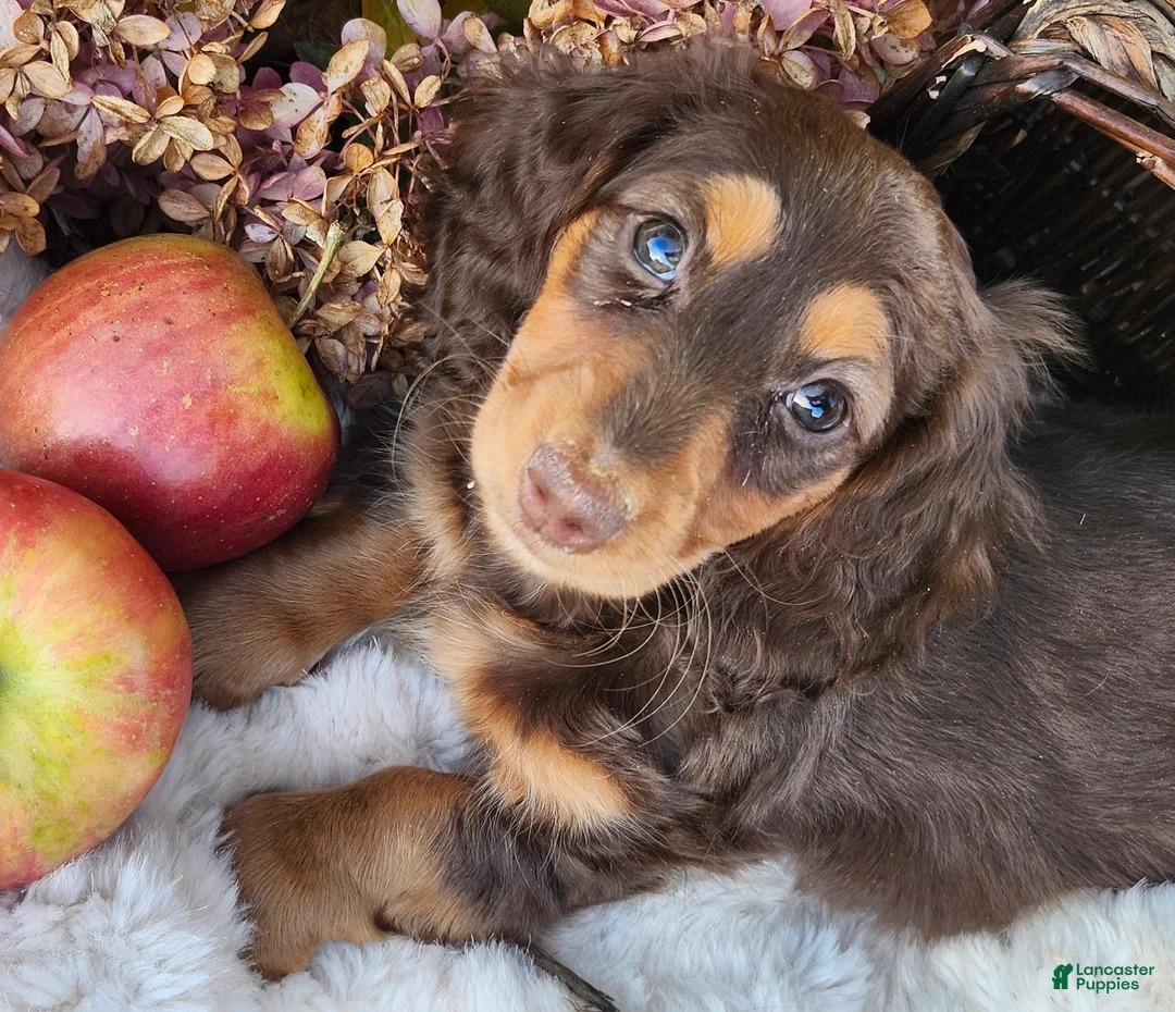 Miniature Dachshund dogs for sale: Poppy - Ad 1