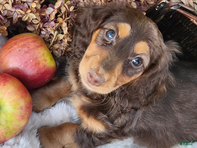 Miniature Dachshund dogs for sale: Poppy - Ad 1
