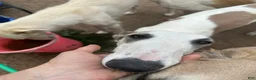 Mixed Breed dogs for sale: Journey - Ad 9