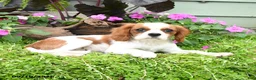 Cavalier King Charles Spaniel dogs for sale: Baxton - Ad 3