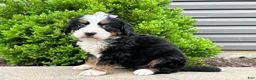 Bernese Mountain Dog dogs for sale: Gretta  - Ad 2