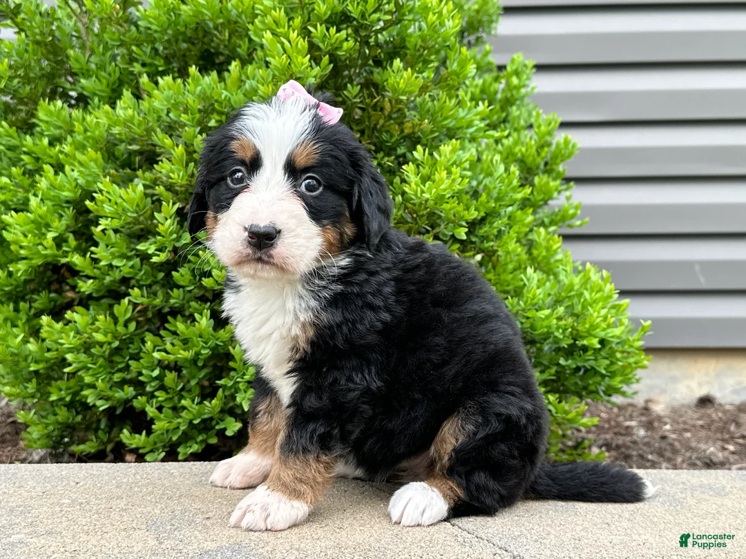 Bernese Mountain Dog dogs for sale: Gretta  - Ad 2