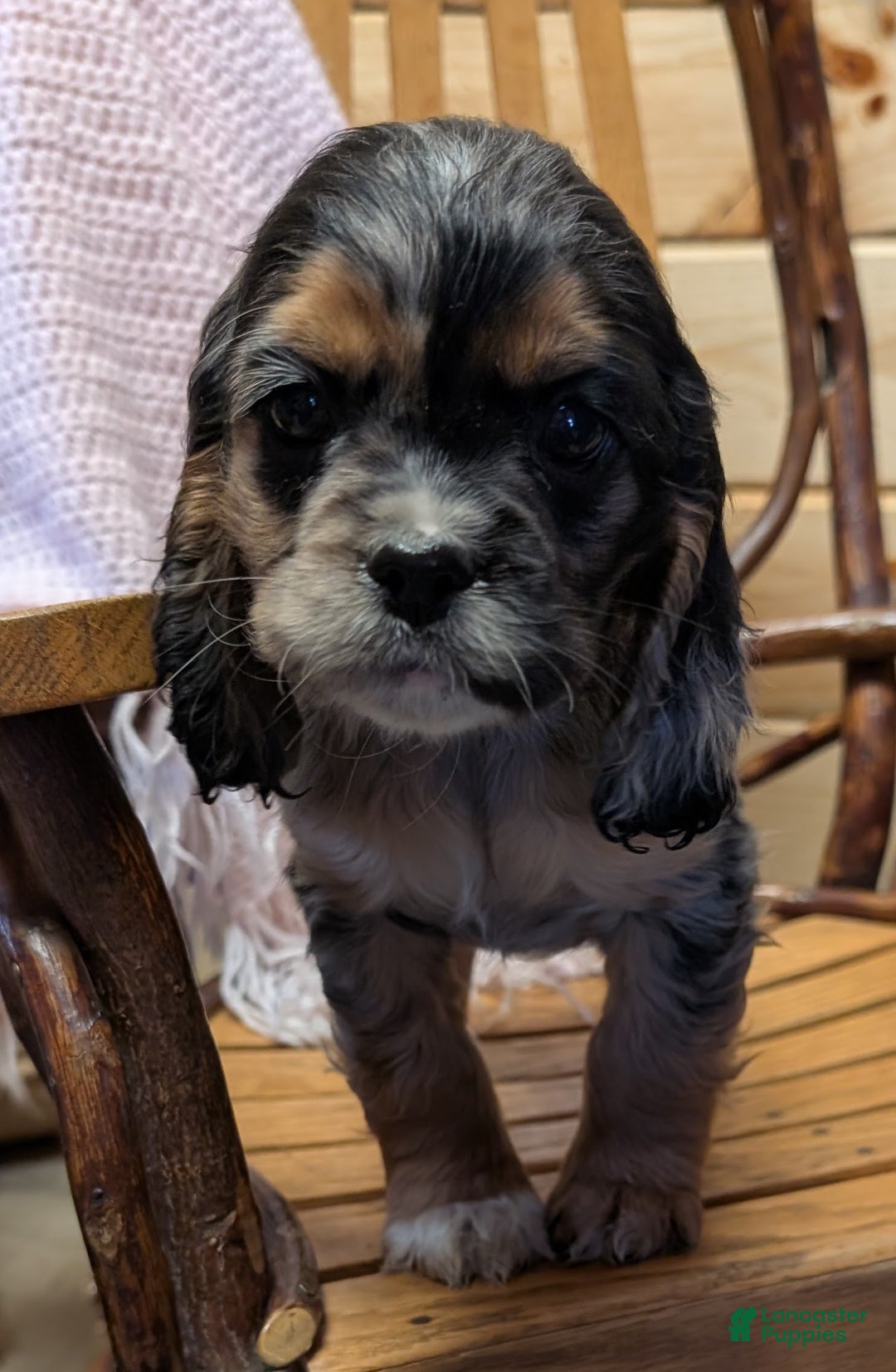 Cocker Spaniel dogs for sale: Willow - Ad 5